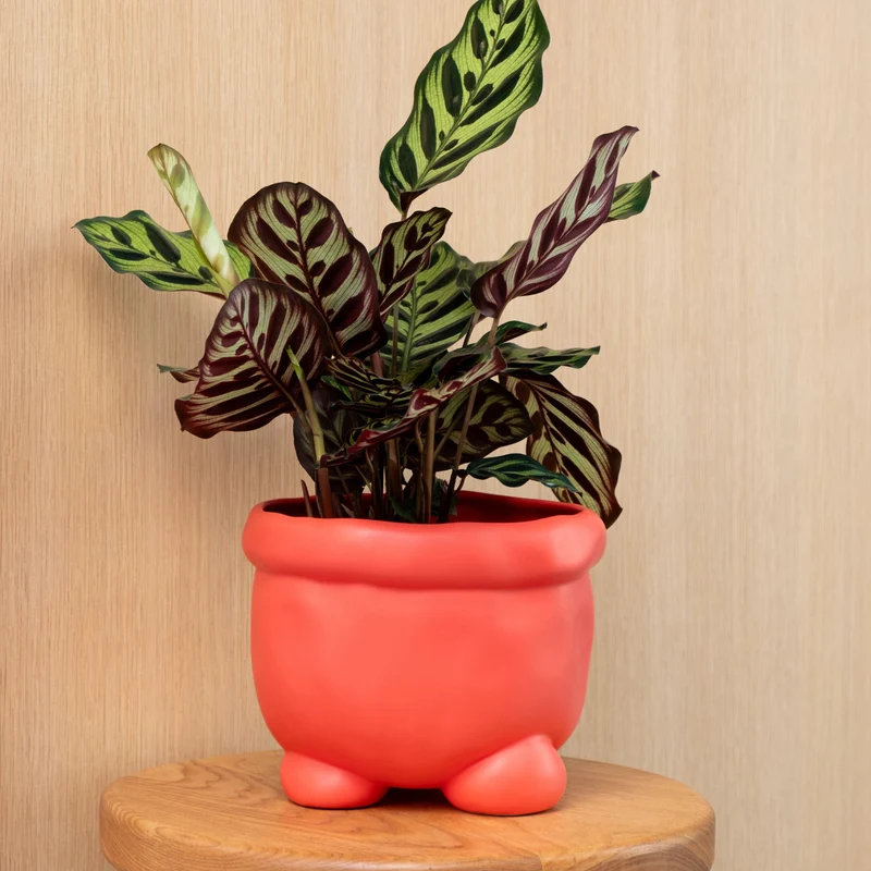 Home Studyo Barney Planter