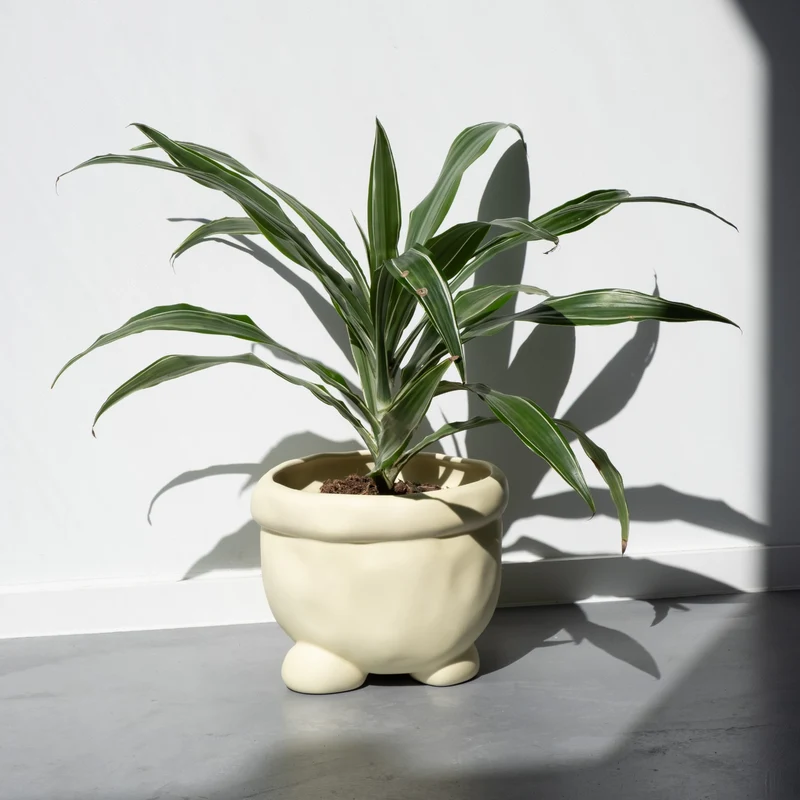 Home Studyo Barney Planter