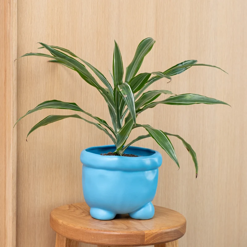 Home Studyo Barney Planter
