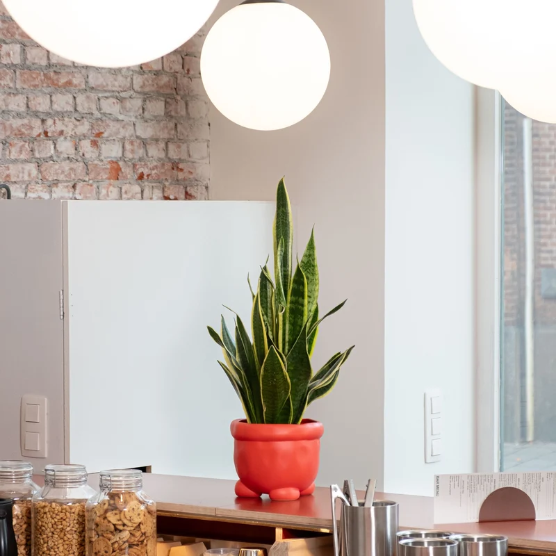 Home Studyo Barney Planter