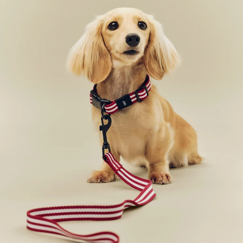 Hay Dogs Leash
