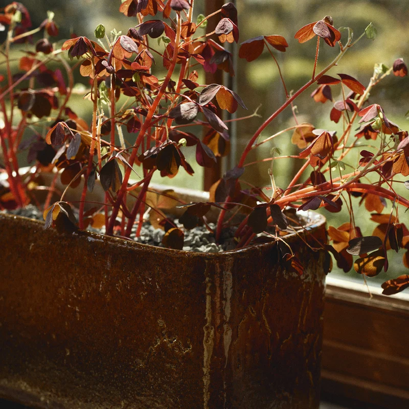 Serax Amber Book Planter 04